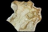 Polished, Fossil Coral Slab - Indonesia #112485-1